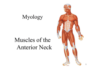 06 – Muscles of the Anterior Neck