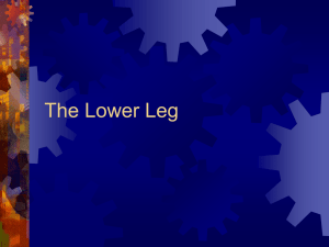 The Lower Leg