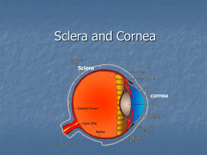Sclera and cornea