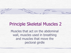 Principle Skeletal Muscles 2 - Lancaster Central School District