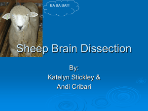 Sheep Brain Dissection