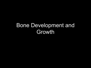 Bone Development and Growth