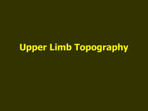regional anatomy upper limb_english