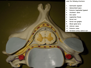 Spinal Cord Cross Section Models