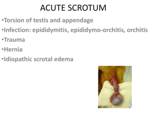 ACUTE SCROTUM - Al Hada Pediatric Department