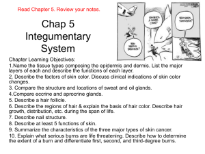 Chapter 5 - Integumentary System
