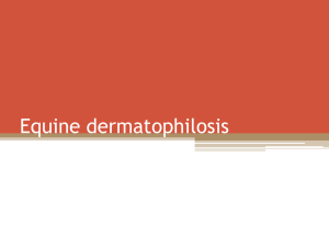 Equine dermatophilosis