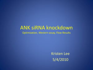 ANKH_siRNA_transfection_optimize