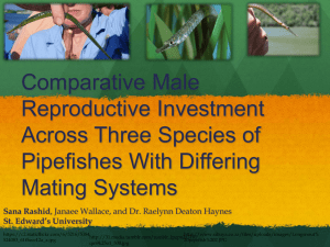 Comparative Male Reproductive Investment