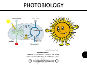 Photosynthesis and Fluorescence