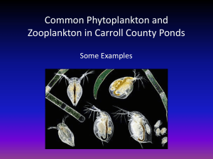 Freshwater Plankton Taxonomy and Ecology