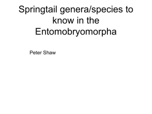 Entomobryomorpha