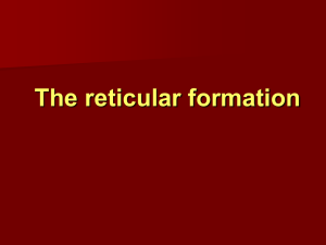 Reticular formation