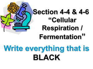 Cellular Respiration / Fermentation