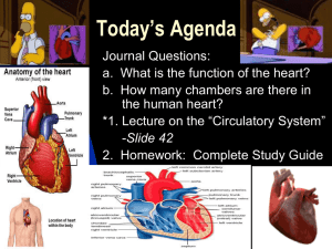 (PowerPoint) "The Circulatory System"