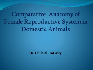 Comparative Anatomy of Female Reproductive System in Domestic