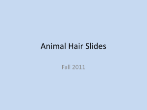 Animal Hair Guide Fa11