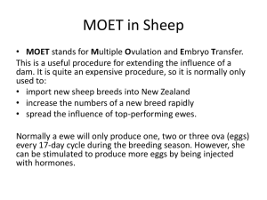 MOET in Sheep presentation
