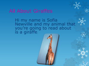 The giraffes are adapted to their habitat by having long necks these