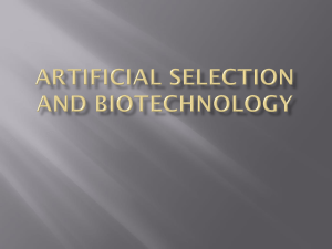 Artificial Selection and Biotechnology Selective breeding