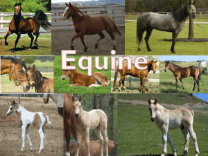 Equine Breeds PPT