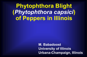 Phytophthora Blight of Peppers in Illinois