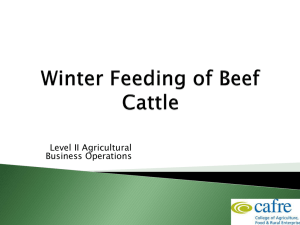 Beef Production Week 3 Winter Feeding of Beef Cattle