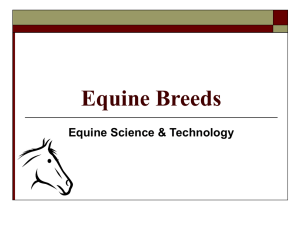 Equine Breeds - Westlake FFA