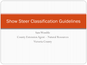 Show Steer Classification Guidelines