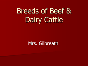 Beef Breed PowerPoint