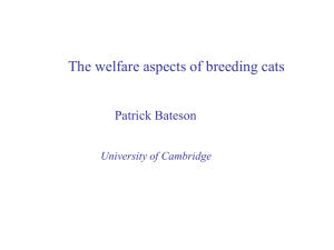 Breeding and socialising cats