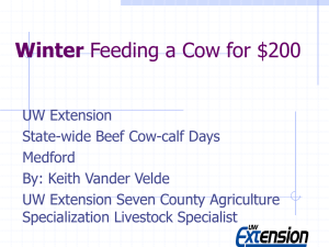 Winter Feeding a Cow for $100