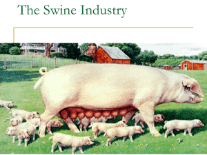 The Swine Industry - Uintah High School FFA
