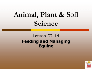 Feeding and Managing Equine