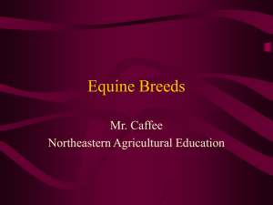 Equine Breeds - Glen Rose FFA