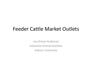 Feeder Cattle Market Outlets
