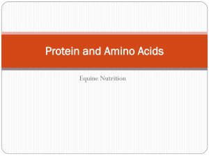 Lecture 9 - Protein and Amino Acids