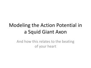 The Hodgkin-Huxley model (and other action potential models)