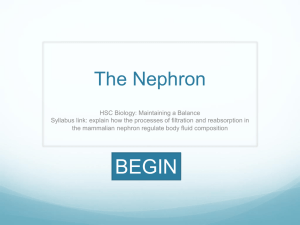 The Nephron - Miss C`s Yr 12 Biology