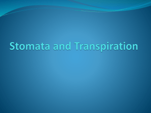 Stomata_and_Transpiration