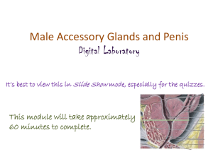 Male Accessory Glands