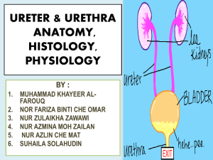 ureter and urethra