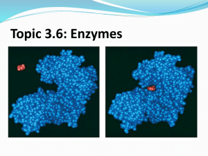 Topic 3.6: Enzymes - IBDPBiology-Dnl