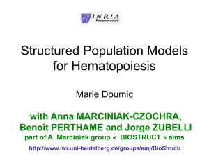 Structured population models for hematopoiesis