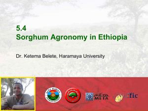 5.4 Sorghum Ethiopia - Spate Irrigation Network