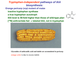 Tryptophan-independent pathways of IAA biosynthesis: