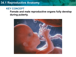 34.1 Reproductive Anatomy