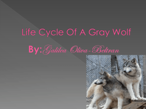 Life Cycle Of A Gray Wolf