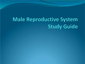 Male Reproductive System Study Guide