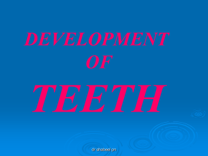 development_of_teeth